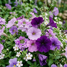 Purple Rain Mix Flower Seeds For Planting