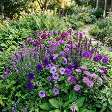 Purple Rain Mix Flower Seeds For Planting