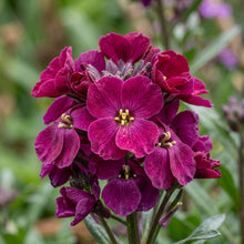Purple Red Wallflower Seeds for Planting