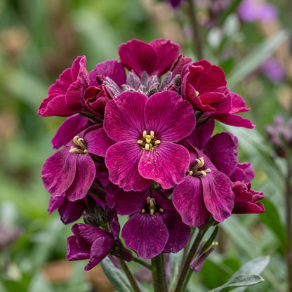 Purple Red Wallflower Seeds for Planting