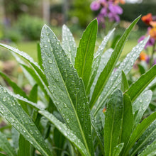 Purple Red Wallflower Seeds for Planting