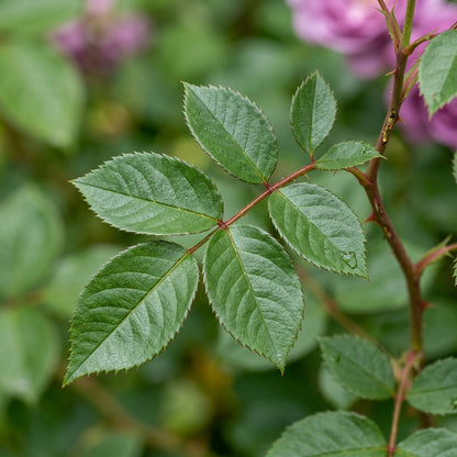 Purple Rose Flower Seeds for Garden and Pots