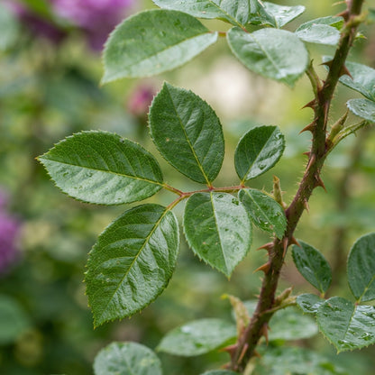 Purple Rose Seeds for Planting