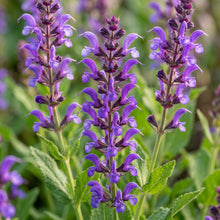 Purple Salvia Flower Seeds for Planting