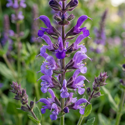 Purple Salvia Flower Seeds for Planting