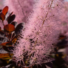 Purple Smoke Tree Seeds for Landscape Garden Planting