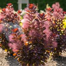Purple Smoke Tree Seeds for Landscape Garden Planting
