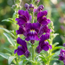 Purple Snapdragon Flower Seeds For Planting