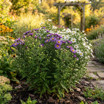 Purple and White Aster Flower Seeds for Garden Planting