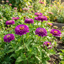 Zinnia Elegans Purple Seeds – Vibrant Purple Flowers