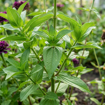 Zinnia Elegans Purple Seeds – Vibrant Purple Flowers