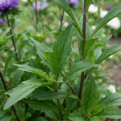 Purple and White Aster Flower Seeds for Garden Planting