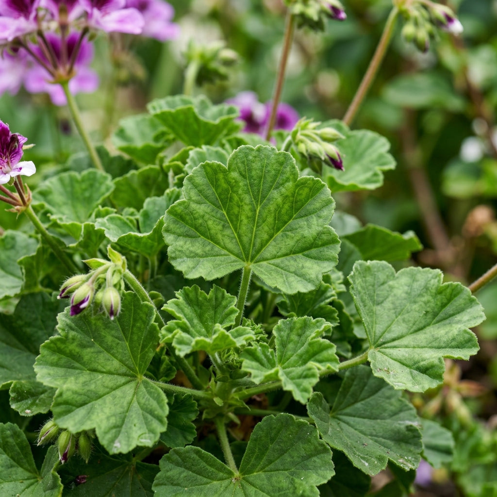 Purple and White Geranium Flower Seeds for Planting