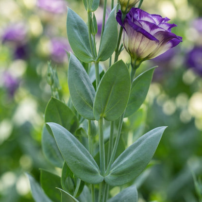 Purple and White Lisianthus Flower Seeds for Planting