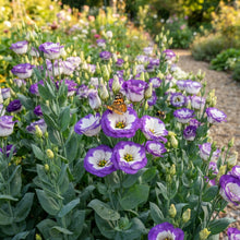 Purple and White Lisianthus Flower Seeds for Planting