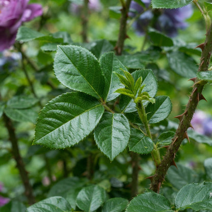 Purple and Blue Rose Seeds for Planting