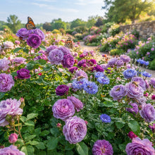 Purple and Blue Rose Seeds for Planting