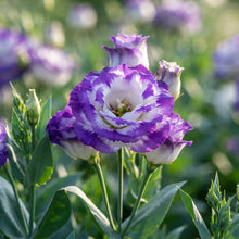 Purple and White Lisianthus Flower Seeds for Planting