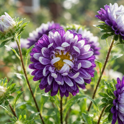 Purple and White Aster Flower Seeds for Garden Planting