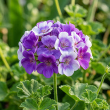 Purple and White Geranium Flower Seeds for Planting