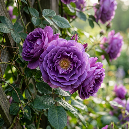 Purple Climbing Rose Seeds for Planting