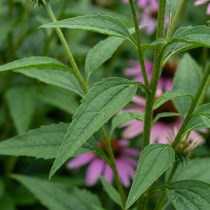 Purple Coneflower (Echinacea) Seeds for Planting