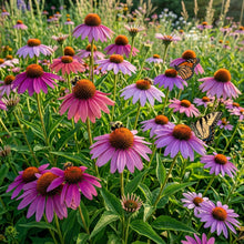 Purple Coneflower (Echinacea) Seeds for Planting