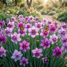 Purple Daffodil Flower Seeds for Planting