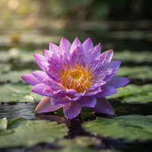 Purple Lotus Flower Seeds for Planting