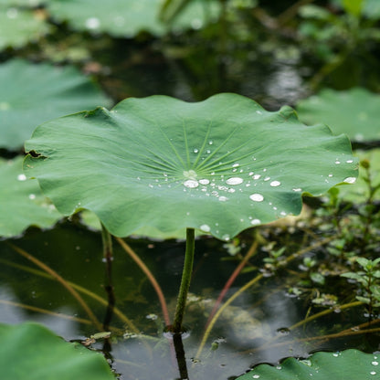 Purple Lotus Flower Seeds for Planting
