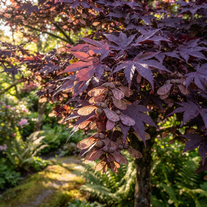 Purple Maple Tree Seeds for Planting