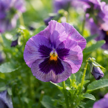 Purple Pansy Flower Seeds - Purple Pansy Flower Seeds for Garden