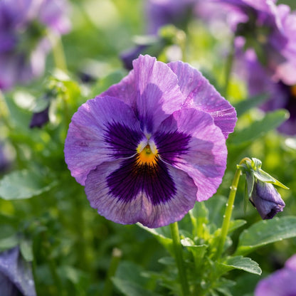 Purple Pansy Flower Seeds - Purple Pansy Flower Seeds for Garden