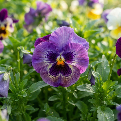 Purple Pansy Flower Seeds - Purple Pansy Flower Seeds for Garden