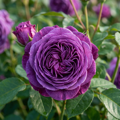 Purple Rose Flower Seeds for Garden and Pots