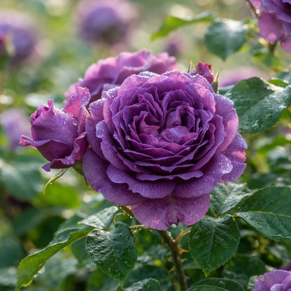 Purple Rose Seeds for Planting