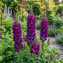 Purple Snapdragon Flower Seeds For Planting