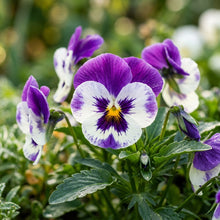 Purple White Pansy Flower Seeds For Planting