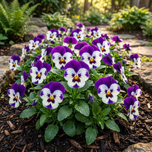 Purple White Pansy Flower Seeds For Planting