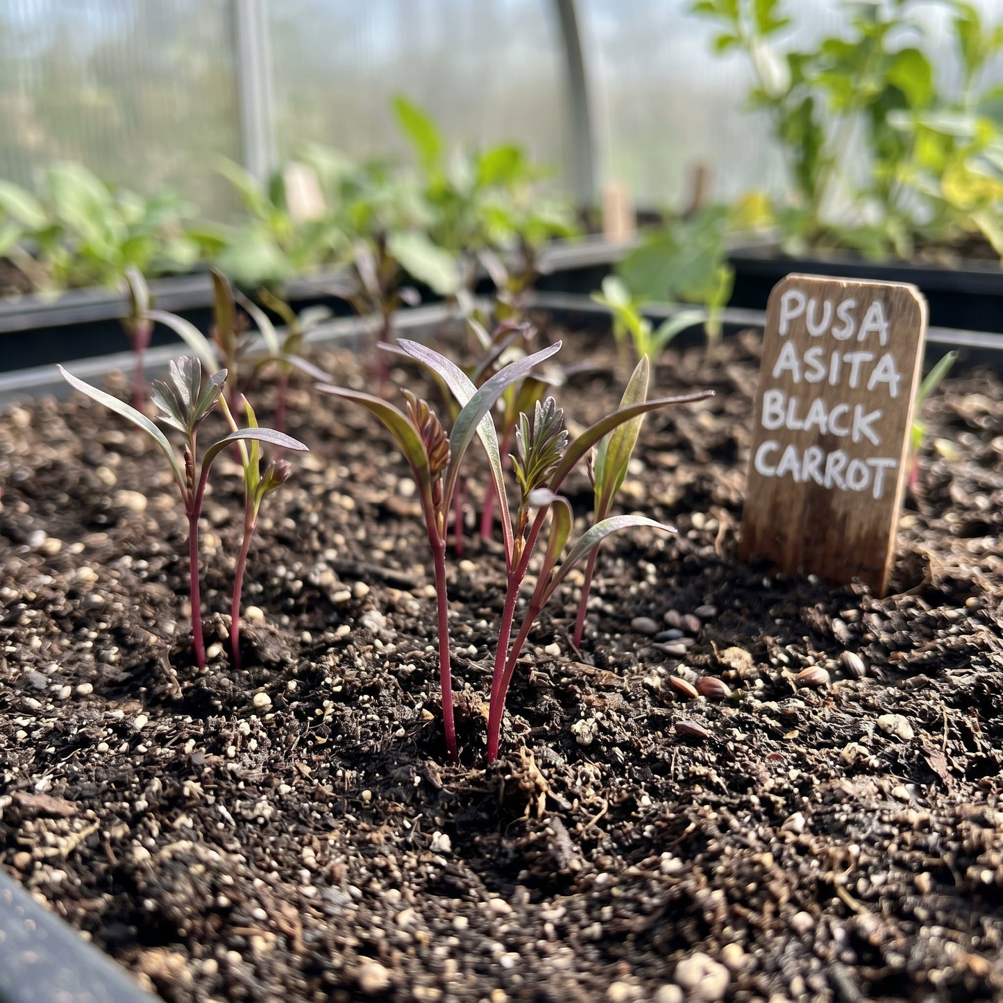 Pusa Asita Black Carrot Seeds – Deep Purple Carrot Variety
