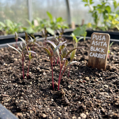 Pusa Asita Black Carrot Seeds – Deep Purple Carrot Variety