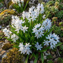 Puschkinia scilloides Flower Seeds for Planting