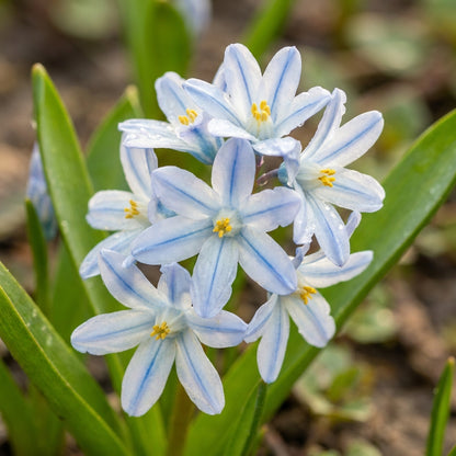 Puschkinia scilloides Flower Seeds for Planting