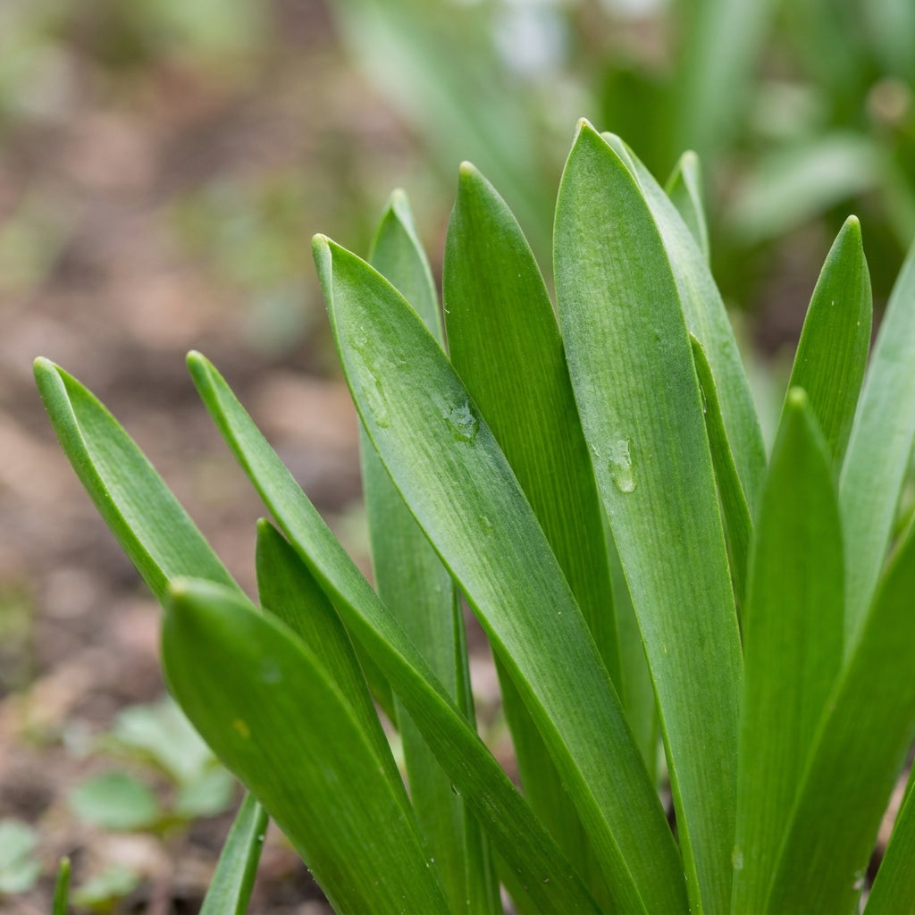 Puschkinia scilloides Flower Seeds for Planting