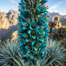 Puya berteroniana Flower Seeds for Planting