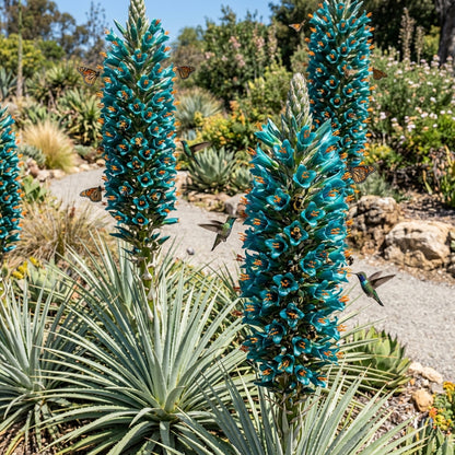 Puya berteroniana Flower Seeds for Planting