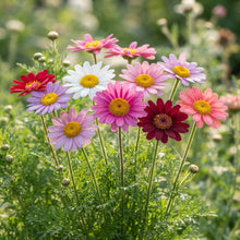 Pyrethrum Premium Mix Colour Seeds - Pyrethrum Flower Seeds for Garden
