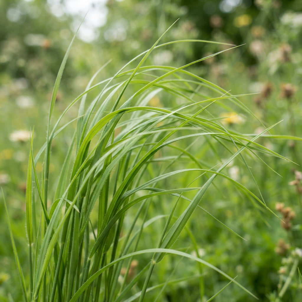 Briza Maxima Quaking Grass Seeds for Planting