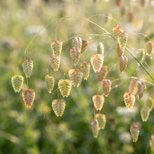 Briza Maxima Quaking Grass Seeds for Planting