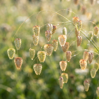 Briza Maxima Quaking Grass Seeds for Planting
